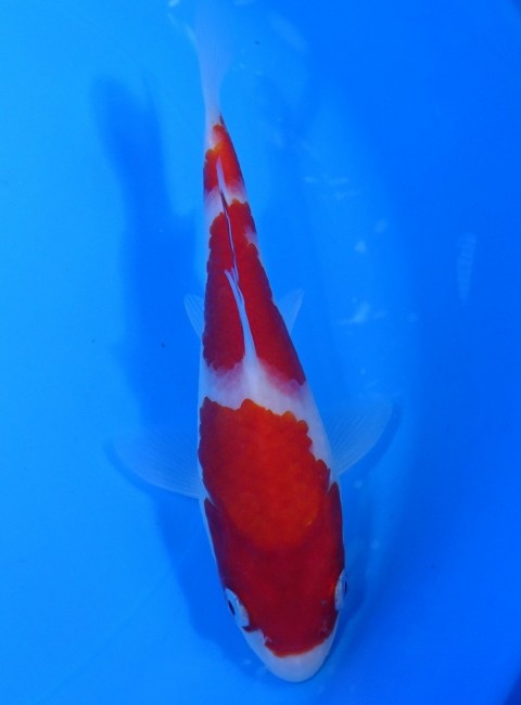 錦屋養鯉場 　三段紅白　17cm　 錦鯉販売　通信販売　錦屋養鯉場