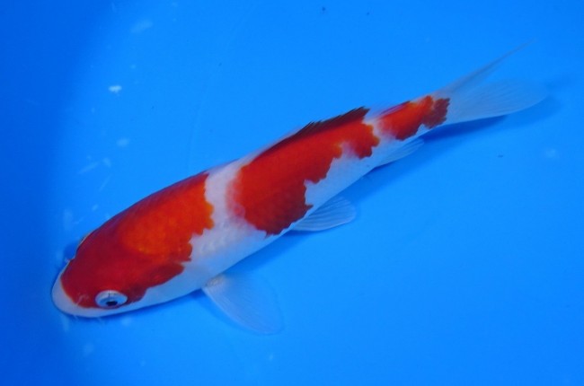 錦屋養鯉場 　三段紅白　17cm　 錦鯉販売　通信販売　錦屋養鯉場