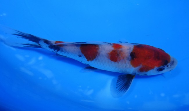 錦屋養鯉場 　昭和三色　14cm　 錦鯉販売　通信販売　錦屋養鯉場