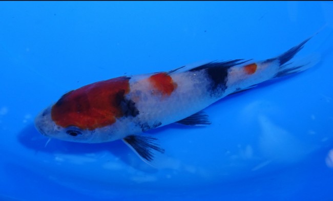 錦屋養鯉場 　昭和三色　14cm　 錦鯉販売　通信販売　錦屋養鯉場