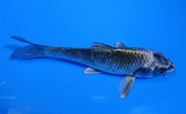 金銀兜 14cm 錦屋養鯉場 金銀兜 14cm 錦屋養鯉場 錦鯉販売 通信販売