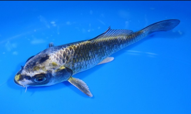 金銀兜 14cm 錦屋養鯉場 金銀兜 14cm 錦屋養鯉場 錦鯉販売 通信販売