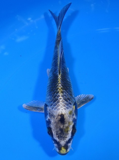 金銀兜 14cm 錦屋養鯉場 金銀兜 14cm 錦屋養鯉場 錦鯉販売 通信販売