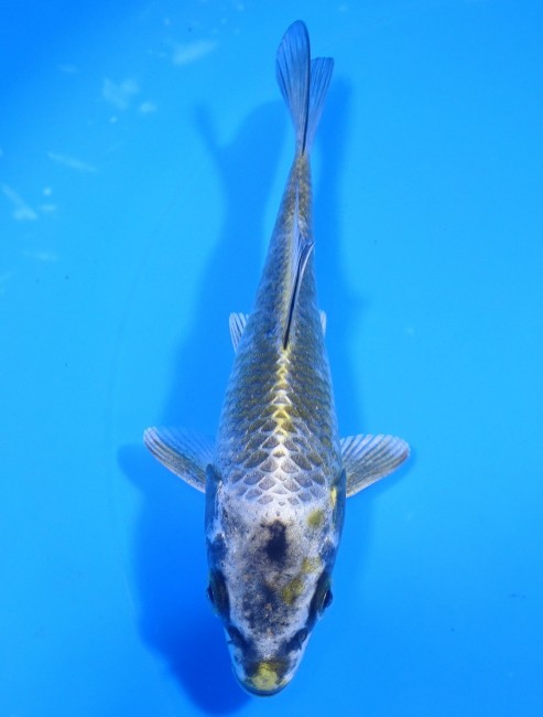 錦屋養鯉場 　金銀兜　14cm 　錦屋養鯉場 　錦鯉販売　通信販売