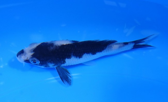 錦屋養鯉場　白写り　12cm　錦鯉販売　通信販売　錦鯉養鯉