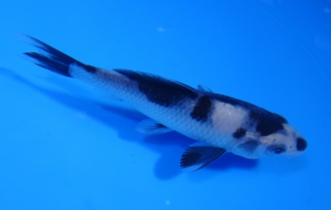 錦屋養鯉場　白写り　12cm　錦鯉販売　通信販売　錦鯉養鯉