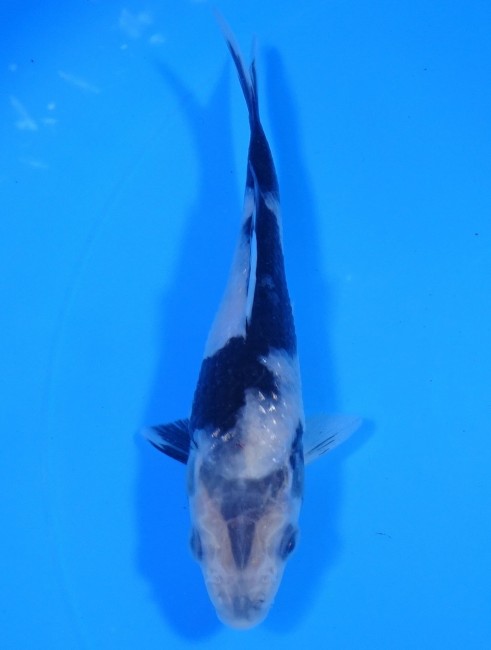 錦屋養鯉場　白写り　14cm　錦鯉販売　通信販売　錦鯉養鯉