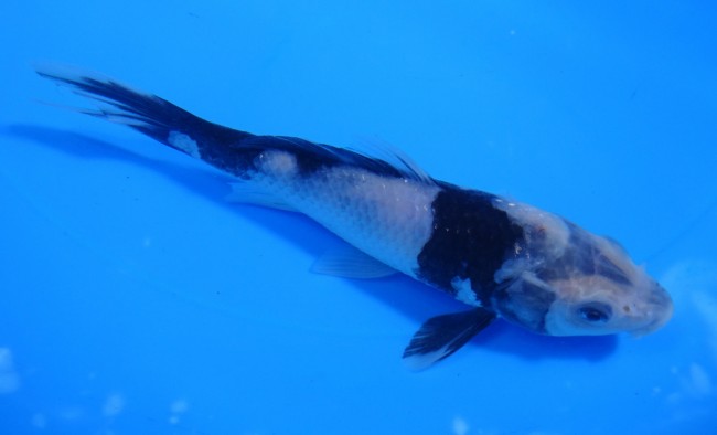 錦屋養鯉場　白写り　14cm　錦鯉販売　通信販売　錦鯉養鯉