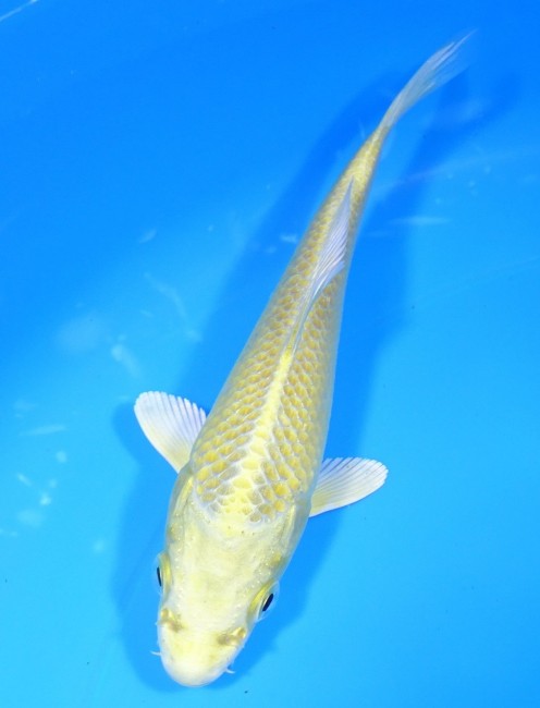 錦屋養鯉場 　山吹黄金　15cm 　錦屋養鯉場 　錦鯉販売　通信販売