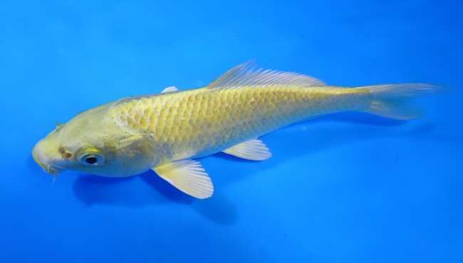 錦屋養鯉場 　山吹黄金　15cm 　錦屋養鯉場 　錦鯉販売　通信販売