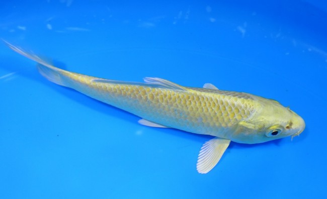 錦屋養鯉場 　山吹黄金　15cm 　錦屋養鯉場 　錦鯉販売　通信販売