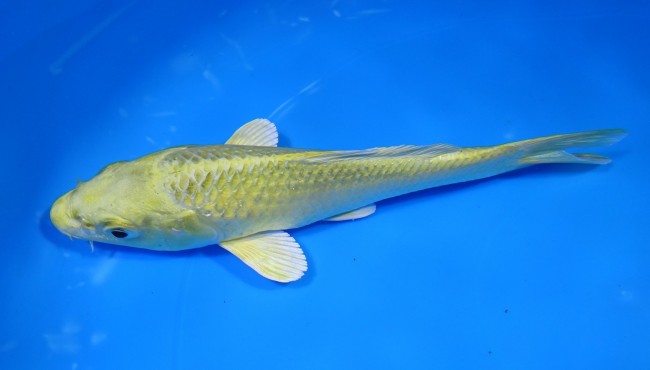 錦屋養鯉場 　山吹黄金　17cm 　錦屋養鯉場 　錦鯉販売　通信販売