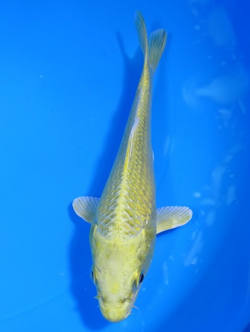 錦屋養鯉場 　山吹黄金　17cm 　錦屋養鯉場 　錦鯉販売　通信販売