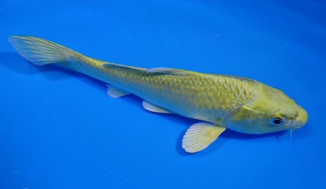 錦屋養鯉場 　山吹黄金　17cm 　錦屋養鯉場 　錦鯉販売　通信販売