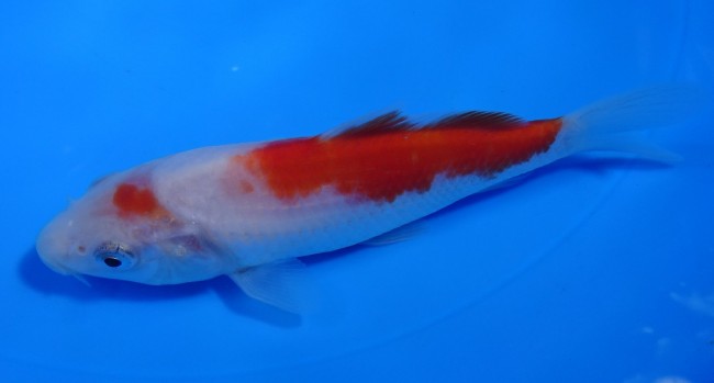 錦屋養鯉場 　紅白　14cm　 錦鯉販売　通信販売　錦屋養鯉場