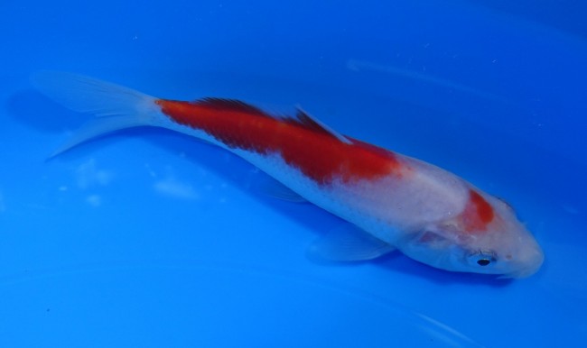 錦屋養鯉場 　紅白　14cm　 錦鯉販売　通信販売　錦屋養鯉場