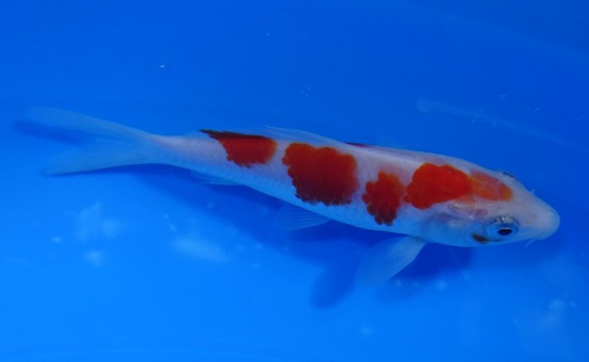 錦屋養鯉場 　紅白　11cm　 錦鯉販売　通信販売　錦屋養鯉場