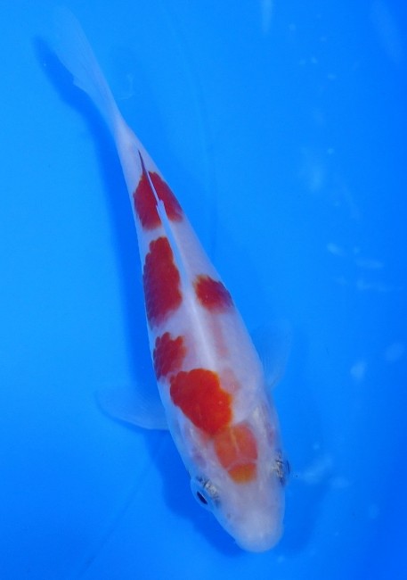 錦屋養鯉場 　紅白　11cm　 錦鯉販売　通信販売　錦屋養鯉場