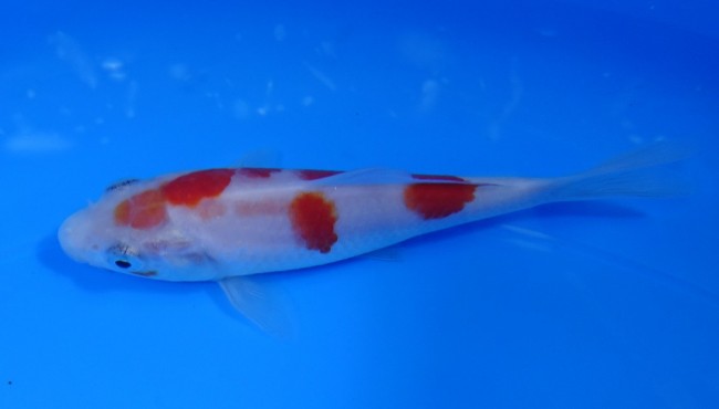 錦屋養鯉場 　紅白　11cm　 錦鯉販売　通信販売　錦屋養鯉場