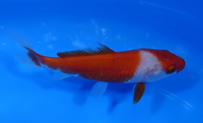 紅白 11cm 錦屋養鯉場 紅白 11cm 錦鯉販売 通信販売 錦屋養鯉場