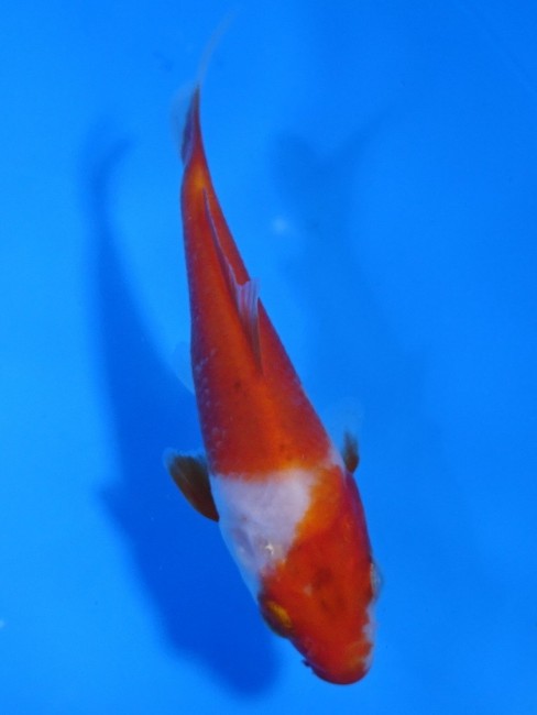 紅白 11cm 錦屋養鯉場 紅白 11cm 錦鯉販売 通信販売 錦屋養鯉場