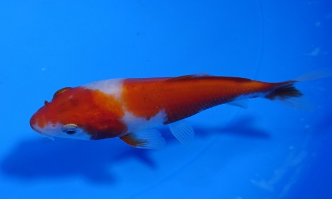 紅白 11cm 錦屋養鯉場 紅白 11cm 錦鯉販売 通信販売 錦屋養鯉場