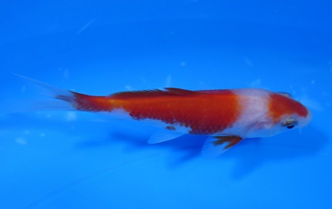 錦屋養鯉場 　紅白　10cm　 錦鯉販売　通信販売　錦屋養鯉場