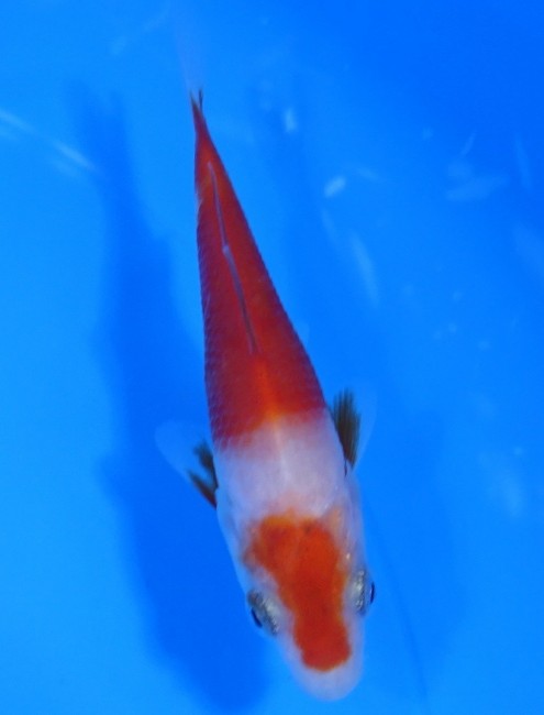 錦屋養鯉場 　紅白　10cm　 錦鯉販売　通信販売　錦屋養鯉場
