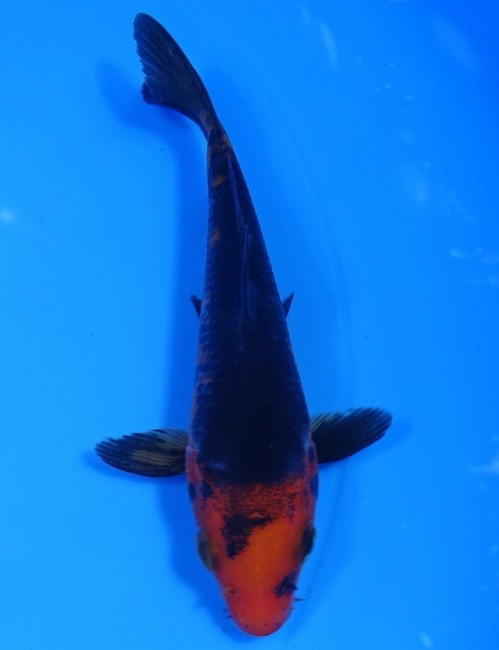 墨流し 12cm 錦屋養鯉場 墨流し 12cm 錦鯉販売 通信販売 錦鯉養鯉