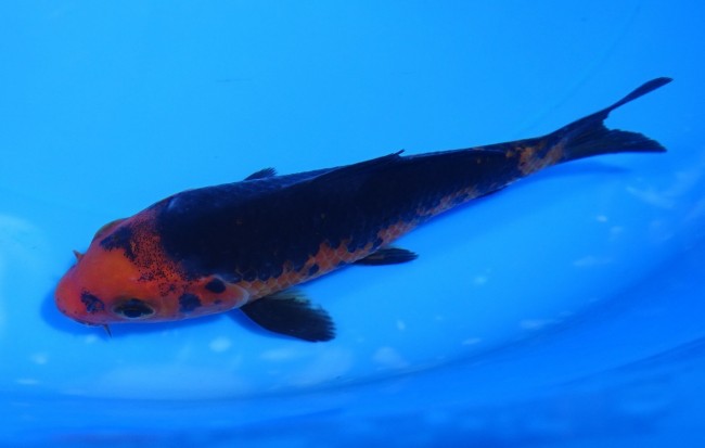 墨流し 12cm 錦屋養鯉場 墨流し 12cm 錦鯉販売 通信販売 錦鯉養鯉