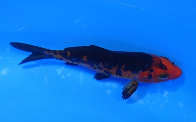 墨流し 12cm 錦屋養鯉場 墨流し 12cm 錦鯉販売 通信販売 錦鯉養鯉