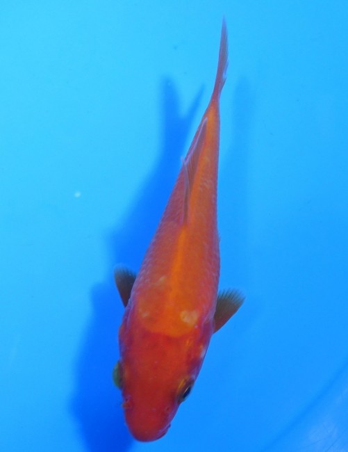 紅鯉 10cm 錦屋養鯉場 紅鯉 10cm 錦鯉販売 通信販売 錦屋養鯉場