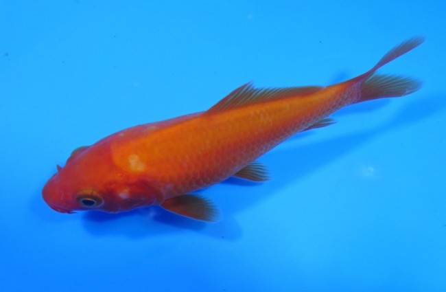 紅鯉 10cm 錦屋養鯉場 紅鯉 10cm 錦鯉販売 通信販売 錦屋養鯉場