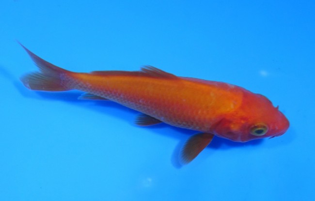 紅鯉 10cm 錦屋養鯉場 紅鯉 10cm 錦鯉販売 通信販売 錦屋養鯉場