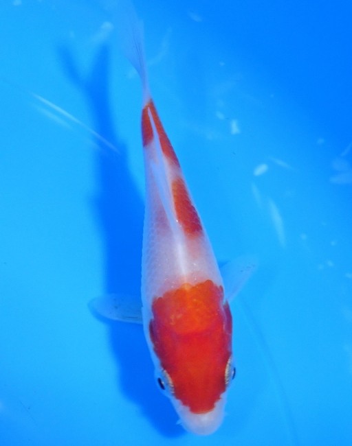 錦屋養鯉場 　紅白　10cm　 錦鯉販売　通信販売　錦屋養鯉場