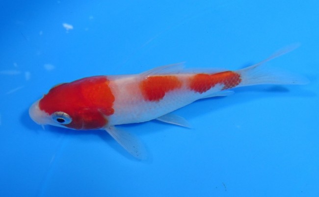 錦屋養鯉場 　紅白　10cm　 錦鯉販売　通信販売　錦屋養鯉場