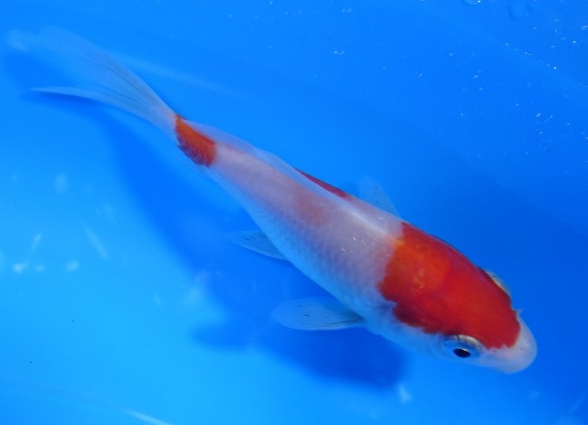 錦屋養鯉場 　紅白　10cm　 錦鯉販売　通信販売　錦屋養鯉場