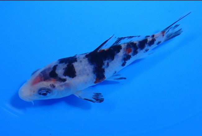 墨三色 11cm 錦屋養鯉場 墨三色 11cm 錦鯉販売 通信販売 錦屋養鯉場