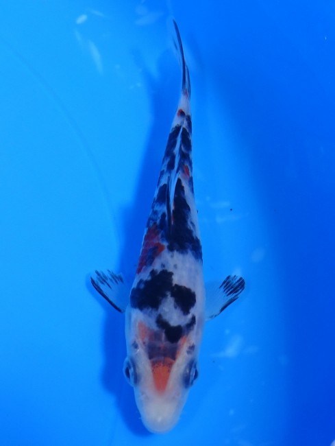 墨三色 11cm 錦屋養鯉場 墨三色 11cm 錦鯉販売 通信販売 錦屋養鯉場