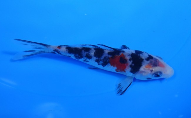 墨三色 11cm 錦屋養鯉場 墨三色 11cm 錦鯉販売 通信販売 錦屋養鯉場