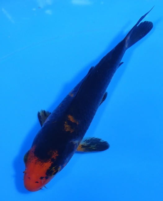 墨流し 11cm 錦屋養鯉場 墨流し 11cm 錦鯉販売 通信販売 錦鯉養鯉