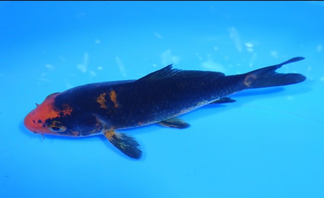 墨流し 11cm 錦屋養鯉場 墨流し 11cm 錦鯉販売 通信販売 錦鯉養鯉