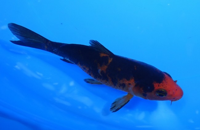 墨流し 11cm 錦屋養鯉場 墨流し 11cm 錦鯉販売 通信販売 錦鯉養鯉