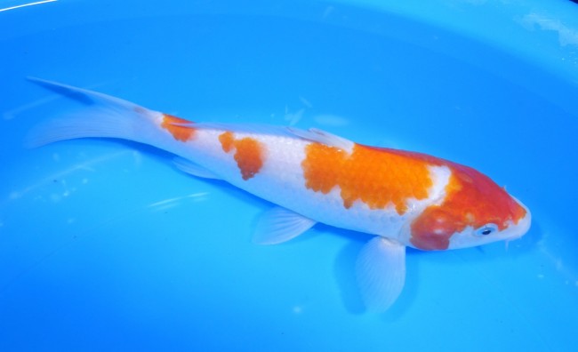 錦屋養鯉場 　紅白　23cm　 錦鯉販売　通信販売　錦屋養鯉場