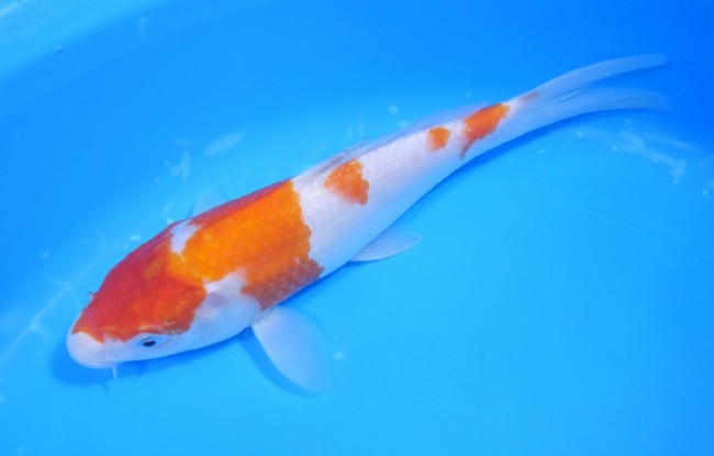 錦屋養鯉場 　紅白　23cm　 錦鯉販売　通信販売　錦屋養鯉場