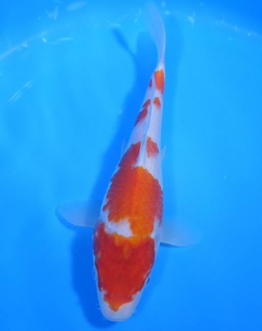 錦屋養鯉場 　紅白　23cm　 錦鯉販売　通信販売　錦屋養鯉場