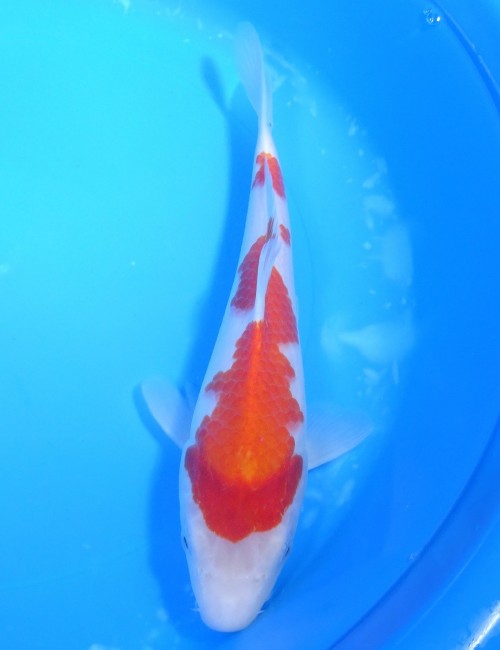 紅白 25cm 錦屋養鯉場 紅白 25cm 錦鯉販売 通信販売 錦屋養鯉場