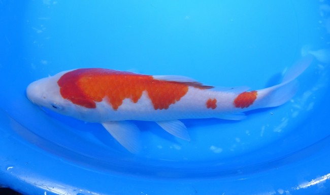 紅白 25cm 錦屋養鯉場 紅白 25cm 錦鯉販売 通信販売 錦屋養鯉場