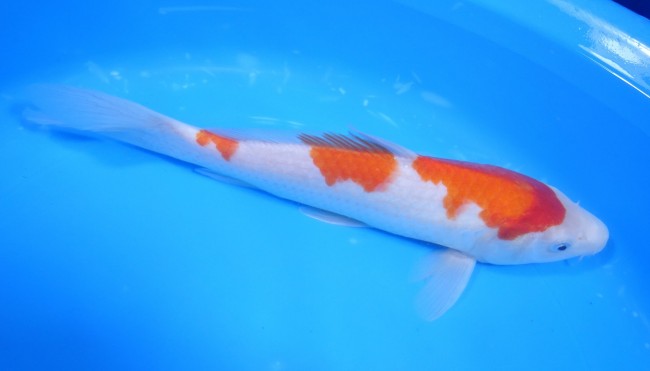 紅白 25cm 錦屋養鯉場 紅白 25cm 錦鯉販売 通信販売 錦屋養鯉場