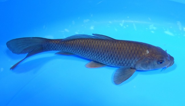 錦屋養鯉場　茶鯉　16cm　錦鯉販売　通信販売　錦屋養鯉場